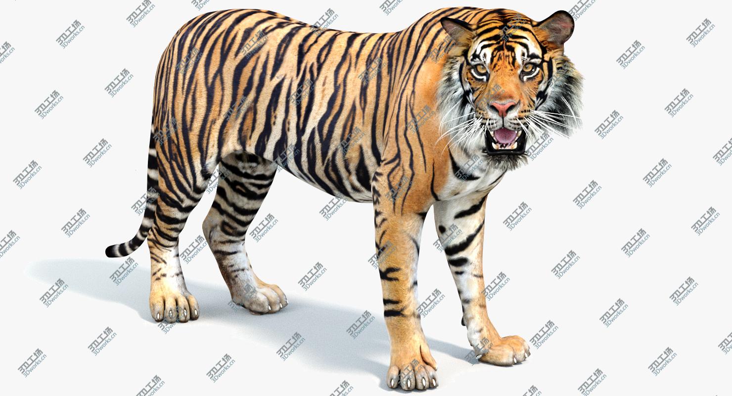 images/goods_img/202105071/Tiger Rigged (2) 3D model/1.jpg